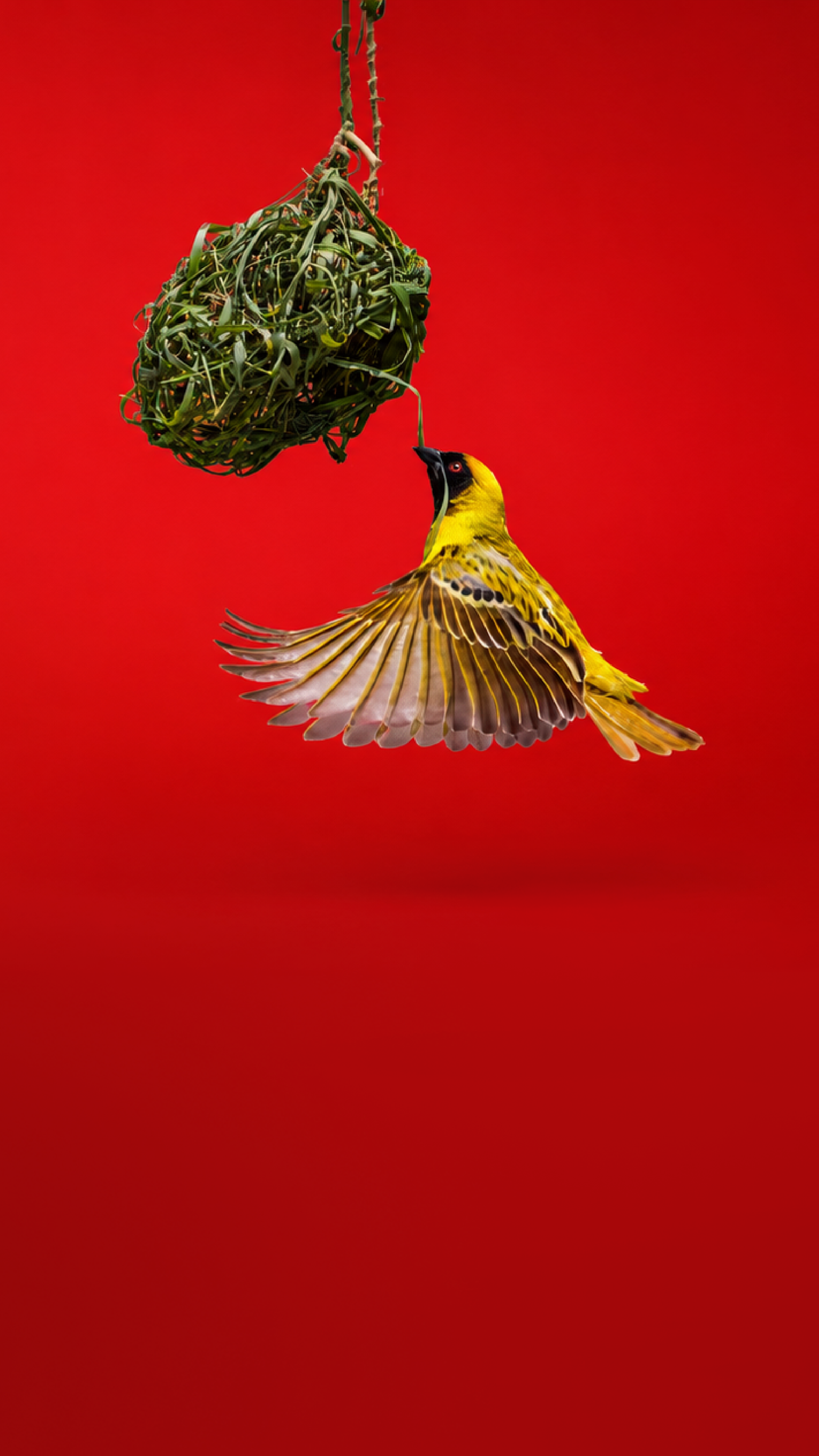 service banner