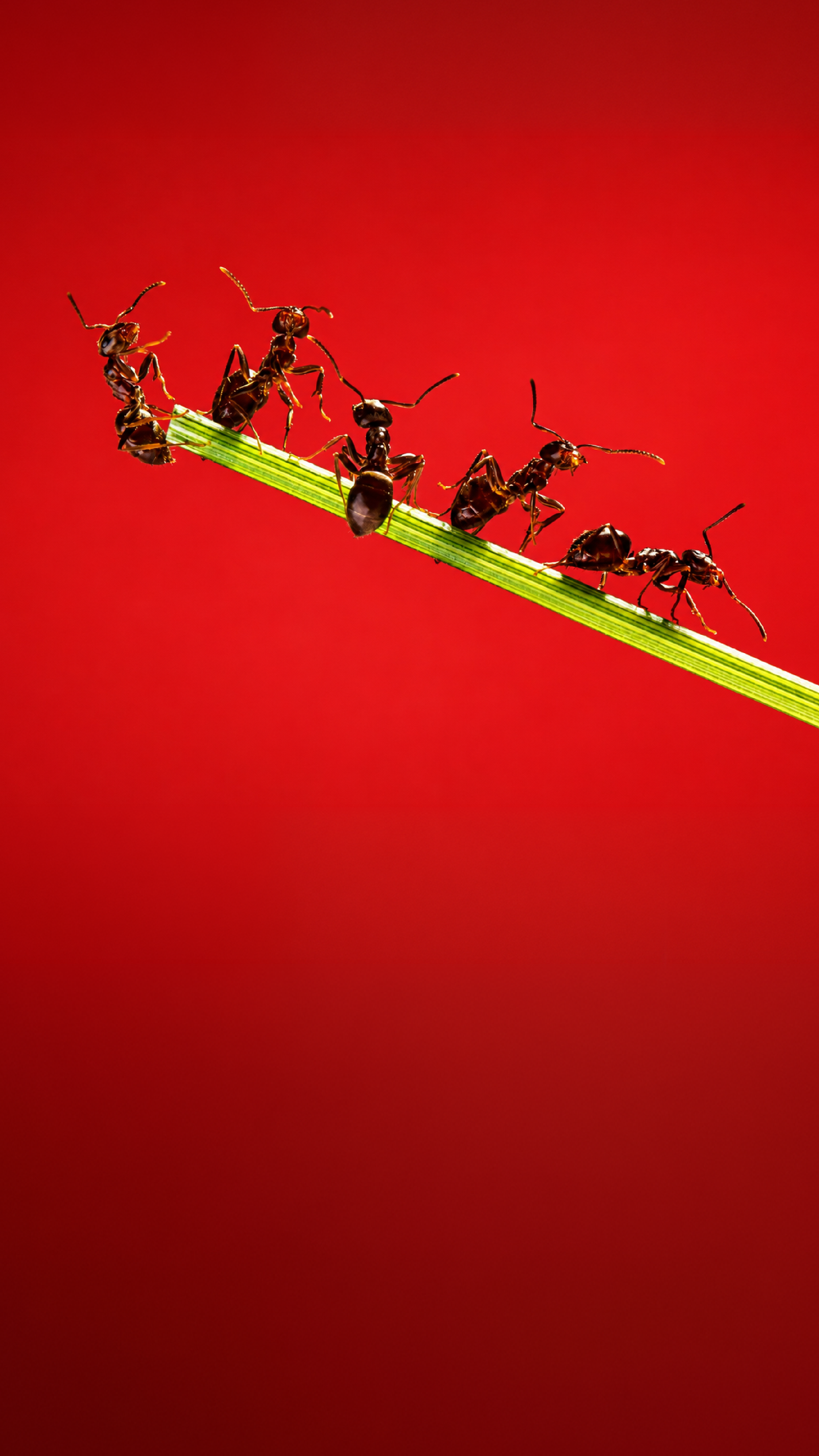 service banner