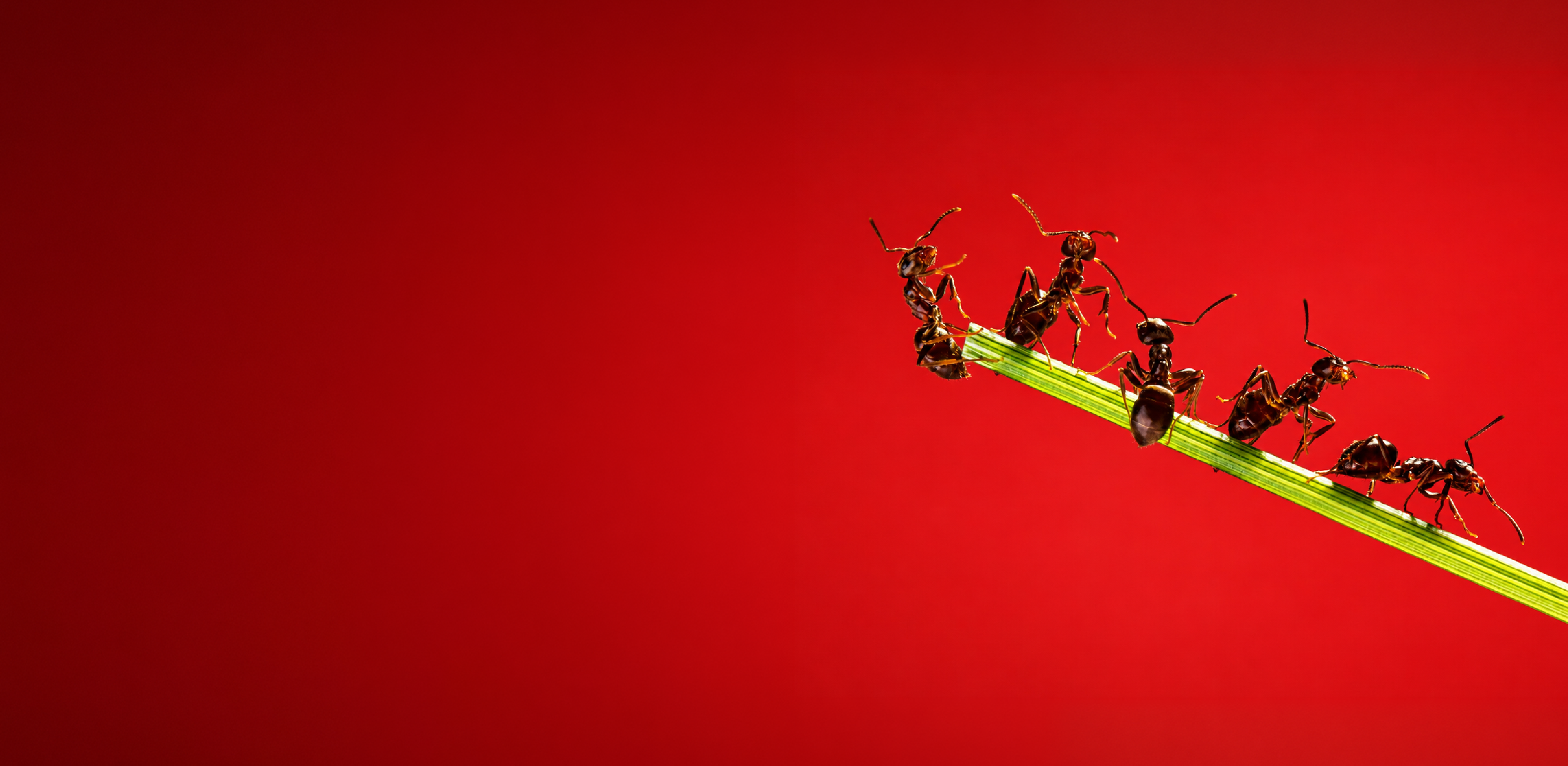 service banner